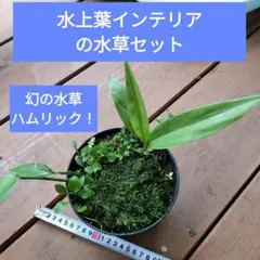 幻のハムリックの水上葉水草セットのサムネイル