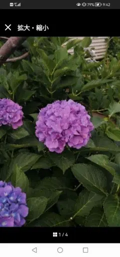 6福岡ブランド紫陽花 レトロパープル 6号鉢 超希少⭐︎入手困難