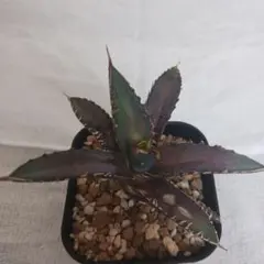 Aimu.fu.mp様 リクエスト 2点 まとめ商品