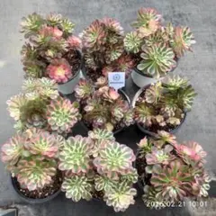 Top【選抜株】多肉植物　25834アエオニウムシーキング　9個　鉢無し/脱土