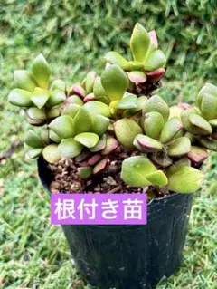 多肉植物【ジョイスタロック】セダム ポットごと or 抜き苗 6㎝ポット