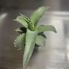 アガベ チタノタ ホワイトファイヤー 観葉植物のサムネイル