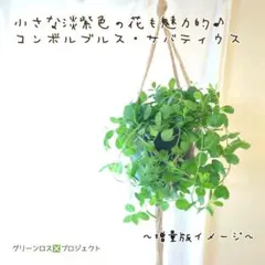 【吊り鉢で飾れる】小さな淡紫色の花♪ コンボルブルス・サバティウス挿し木増量版