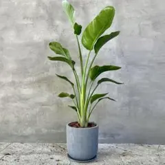 観葉植物 ストレリチア・オーガスタ（学名：Strelitzia nicolai