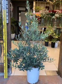 オリーブの木 ピクアル 7号 約100cm NO.939 人気品種 現品掲載 - メルカリ