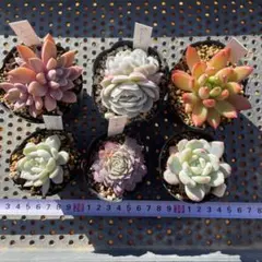 多肉植物　抜き苗　6種セット