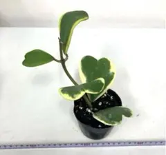 現品②1株　ホヤカーリー　ハートホヤ　斑入り 斑入り葉　多肉植物　観葉植物のサムネイル