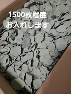 ユーカリポポラス　リーフ650枚 リーフシャワーに、 2026年最新】リーフシャワー ユーカリの人気アイテム - メルカリ