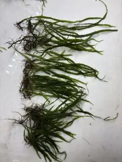 2026年最新】ミクロソリウム ナローリーフの人気アイテム - メルカリ