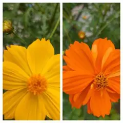 黄花コスモスMIX種