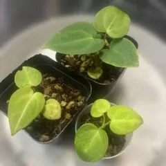 Anthurium Miss Freckles✖️RVDP（斑入り) - メルカリ