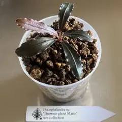 Bucephalandra Blue Davil 水上葉 - メルカリ