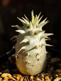 パキポディウム 恵比寿大黒 塊根植物 コーデックス 観葉植物