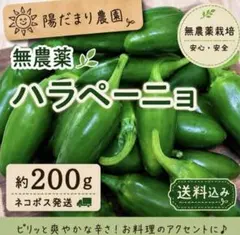 朝採り 新鮮　国産　ハラペーニョ約200g お試しパック　ネコポス　無農薬のサムネイル