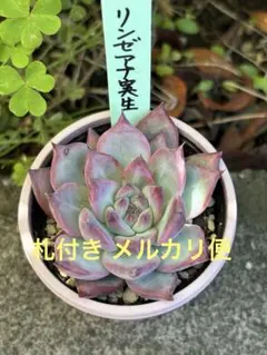 多肉植物 エケベリア miyaさん苗 命名種 くるみ 多肉植物 エケベリア miyaさん苗 命名種 くるみ 良株 - メルカリ
