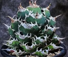 2025年最新】アガベ 白鯨 大株の人気アイテム - メルカリ