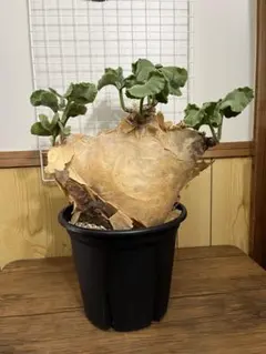 2025年最新】キフォステンマ マクロプスの人気アイテム - メルカリ