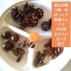 里山の贈り物松ぼっくり　どんぐり　楓の実　メタセコイア　大きさ色いろ　図工