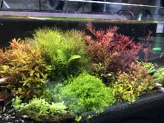 水草セット　特価品のサムネイル