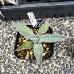 アガベ　パラサナ　トライアンファント　子株付き　　抜き苗　メルカリ便で発送 アガベ パラサナ トライアンファント 抜き苗 メルカリ便で発送