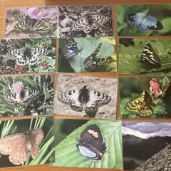 モンゴル 昆虫 使用済切手 2枚セット 2025年最新】昆虫切手の人気アイテム - メルカリ