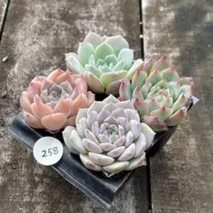 kohola様 リクエスト 2点 まとめ商品