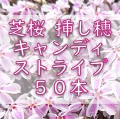 2026年最新】シダレザクラ ブラックデザインの人気アイテム - メルカリ