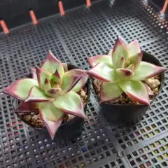 みっちゃん様 リクエスト 2点 まとめ商品