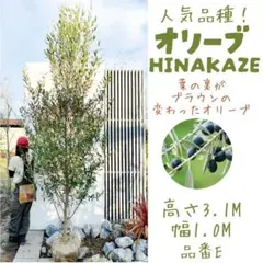 2026年最新】ひなかぜの人気アイテム - メルカリ