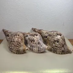 ホラガイ 法螺貝 天然貝 3個セット