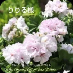 りりる様　ゼラニウム苗 ゼラニウムREN・レン