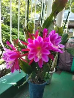 REEのばぁば様 リクエスト 2点 まとめ商品