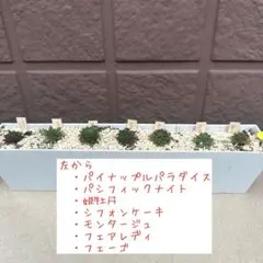 多肉植物　センペルビウム♡ 詰め合わせセット黄