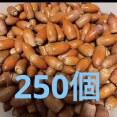 どんぐり　ドングリ　マテバシイ 250個＋α