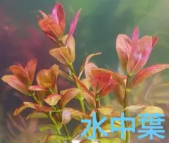 2本 ルドウィジア ギニア♪ 無農薬 水中葉 セネガレンシス
