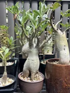 アデニア ペリエリ 塊根植物 コーデックス - メルカリ