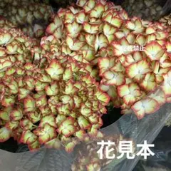 紫陽花苗木【ライトマイファイヤー】のサムネイル