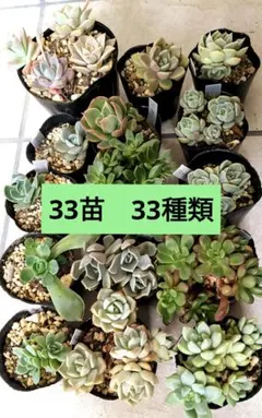 韓国苗 30苗ちびちゃん詰め合わせ！多肉植物 MIX苗 交配苗など