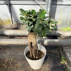 美株】コパンダガジュマル 盆栽風 観葉植物 塊根植物 多肉サボテン