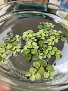 サルビニアククラータ 浮き草 水草のサムネイル