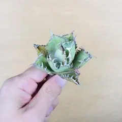A382 多肉植物 アガベ ピンキー 王妃笹の雪A型 白覆輪斑 精選極上美株