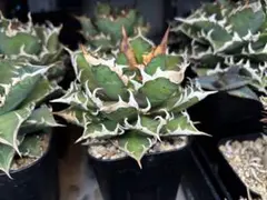 2026年最新】ゴリ猫の人気アイテム - メルカリ