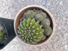 サボテン 短毛丸 抜き苗のサムネイル