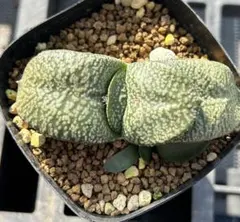 2025年最新】ガステリア 臥牛の人気アイテム - メルカリ