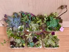 訳あり　C 多品種　カラフル　育て方メモ　多肉植物　紅葉が綺麗❤️6つセット