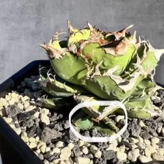 2026年最新】アガベ子株の人気アイテム - メルカリ