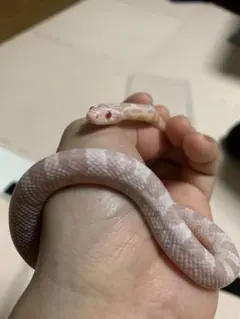 エリィママさん即購入⭕️&プロフ必読‼️様 リクエスト 2点 まとめ商品