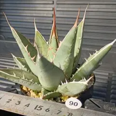 2025年最新】パープソラムの人気アイテム - メルカリ