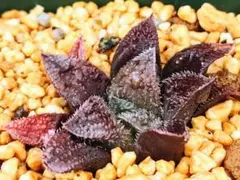 そてつ様 リクエスト 5点 まとめ商品