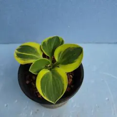 -オテロイ狂-oteroikyou-様 リクエスト 2点 まとめ商品